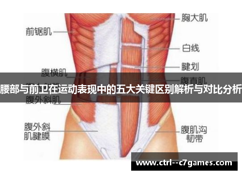 腰部与前卫在运动表现中的五大关键区别解析与对比分析 腰部与前卫在运动表现中的五大关键区别解析与对比分析
